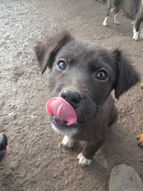 SHIZUKA - chiot femelle, de taille moyenne à l'âge adulte - née environ en septembre 2020 - REMEMBER ME LAND - Adoptée par Claire (51)  Shizuk16