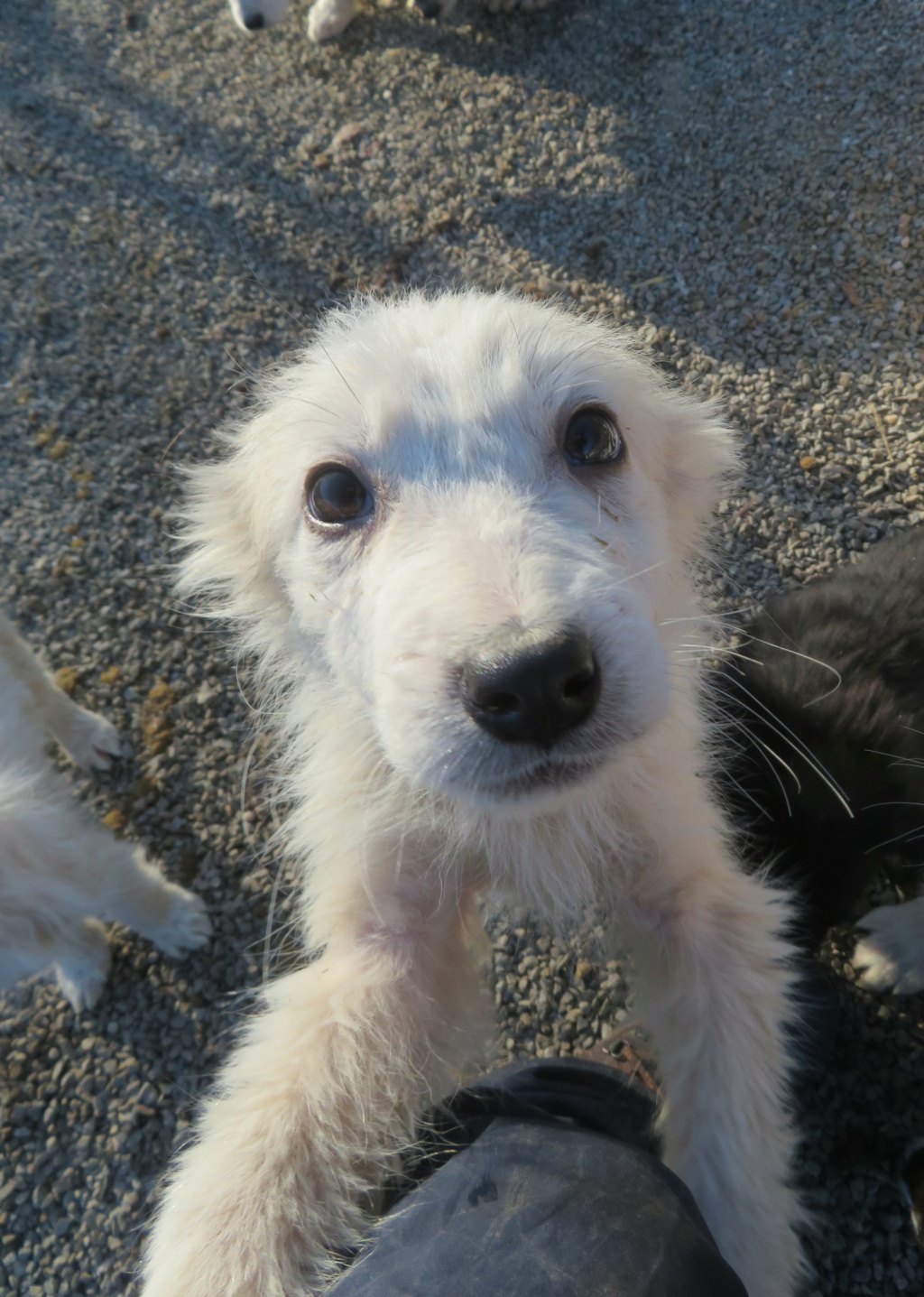 SNOW (ex SHOUKA) - chiot femelle, de taille moyenne à l'âge adulte - née environ en octobre 2021 - REMEMBER ME LAND - Adoptée par Alain (71)  Shouka10