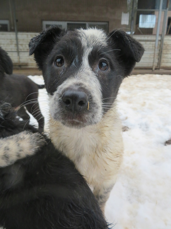 SILENE - chiot femelle, de taille moyenne à l'âge adulte - née environ en mi-octobre 2020 - REMEMBER ME LAND - Adoptée par Marie (67) Silene14