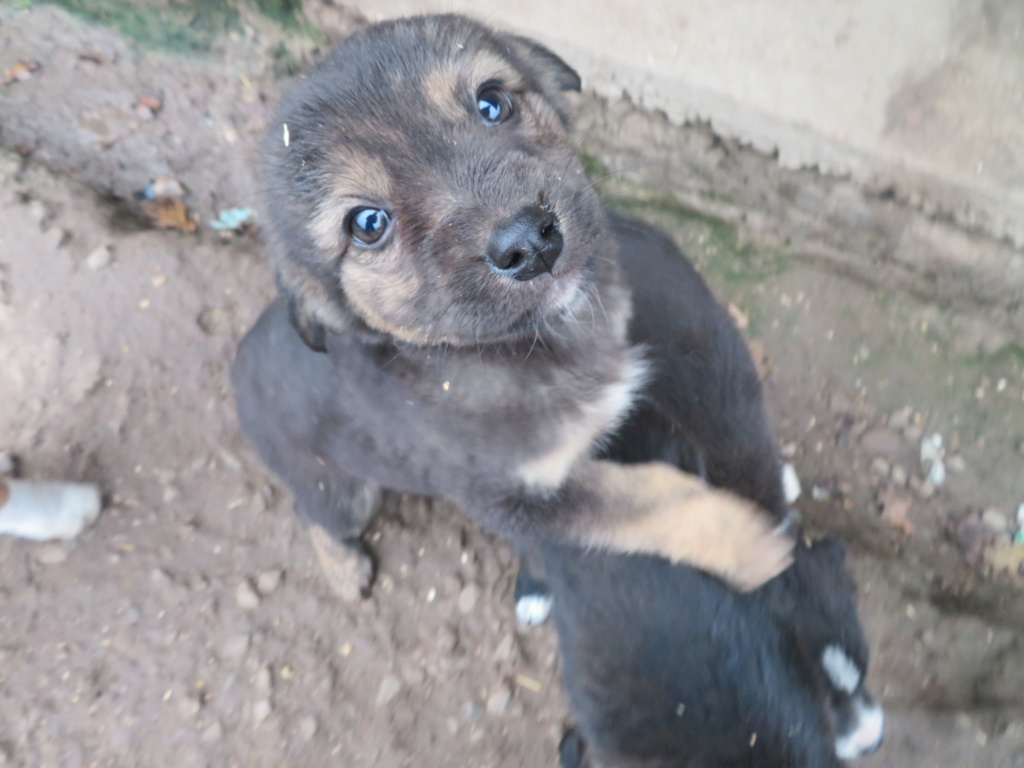 SIRENE - chiot femelle, de taille petite à moyenne à l'âge adulte - née environ en septembre 2020 - REMEMBER ME LAND - Adoptée par Irma (54) Sirene13