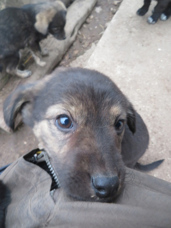 SIRENE - chiot femelle, de taille petite à moyenne à l'âge adulte - née environ en septembre 2020 - REMEMBER ME LAND - Adoptée par Irma (54) Sirene24