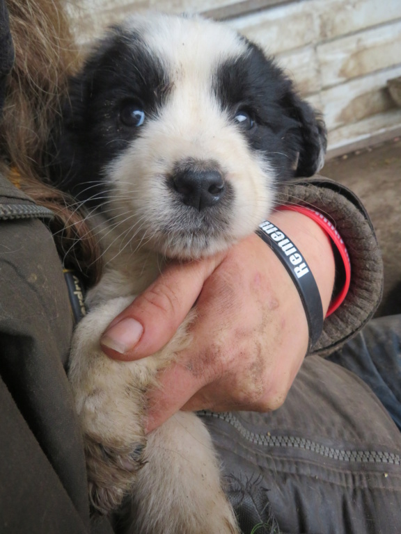 SNAKE - chiot mâle, typé berger de bucovine, de taille moyenne à l'âge adulte - né environ en mars 2021 - REMEMBER ME LAND - Adopté par Jay (26)  Snake_12