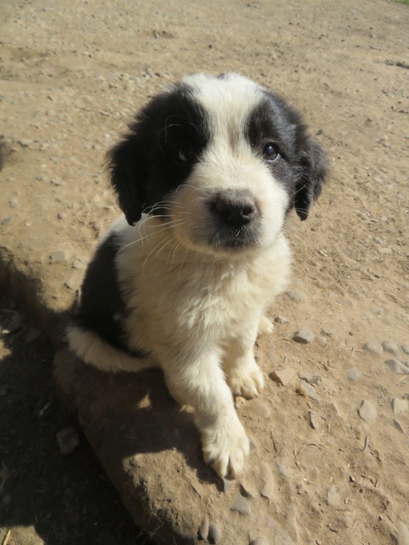 SNAKE - chiot mâle, typé berger de bucovine, de taille moyenne à l'âge adulte - né environ en mars 2021 - REMEMBER ME LAND - Adopté par Jay (26)  Snake_18