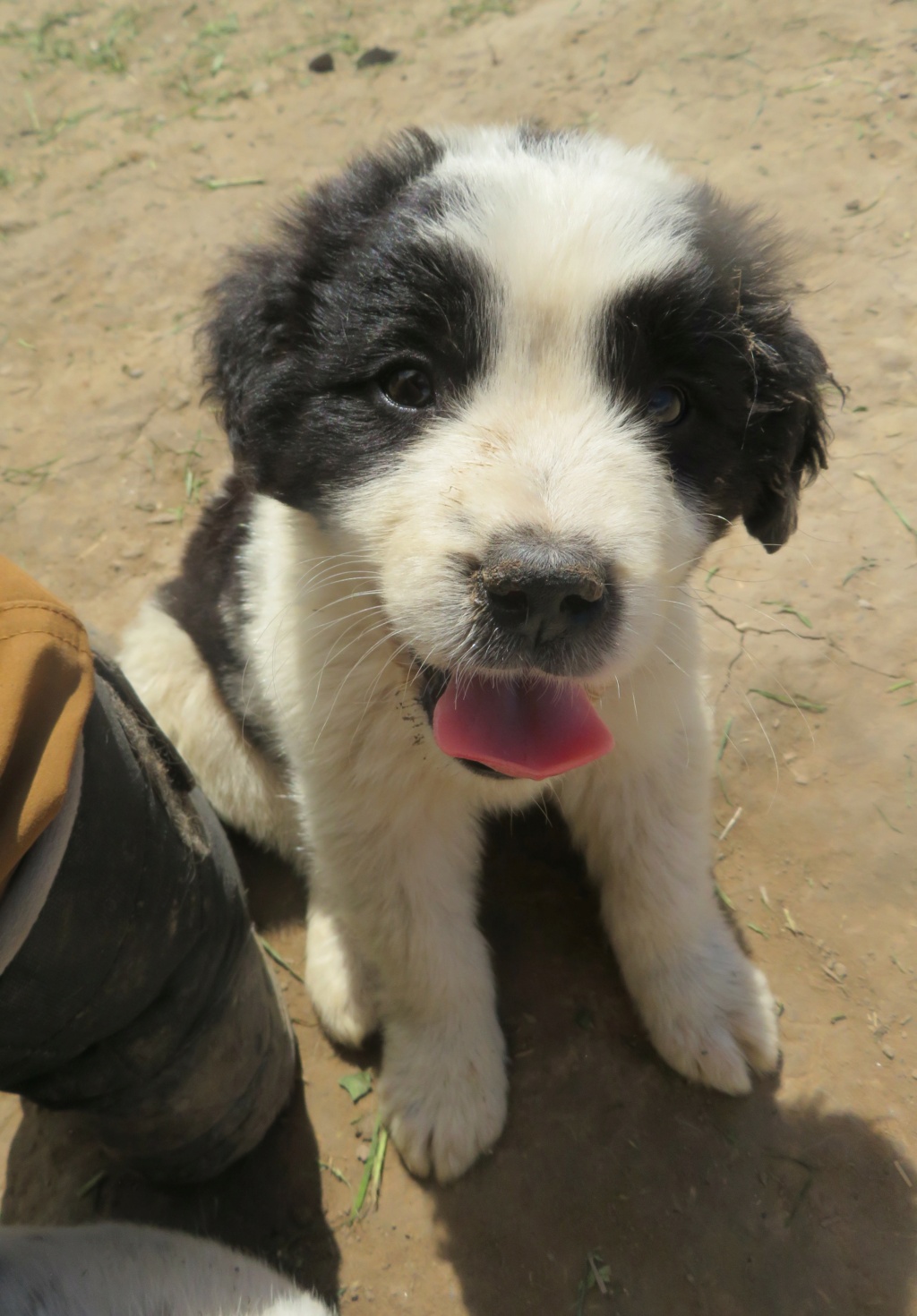 SNAKE - chiot mâle, typé berger de bucovine, de taille moyenne à l'âge adulte - né environ en mars 2021 - REMEMBER ME LAND - Adopté par Jay (26)  Snake_25