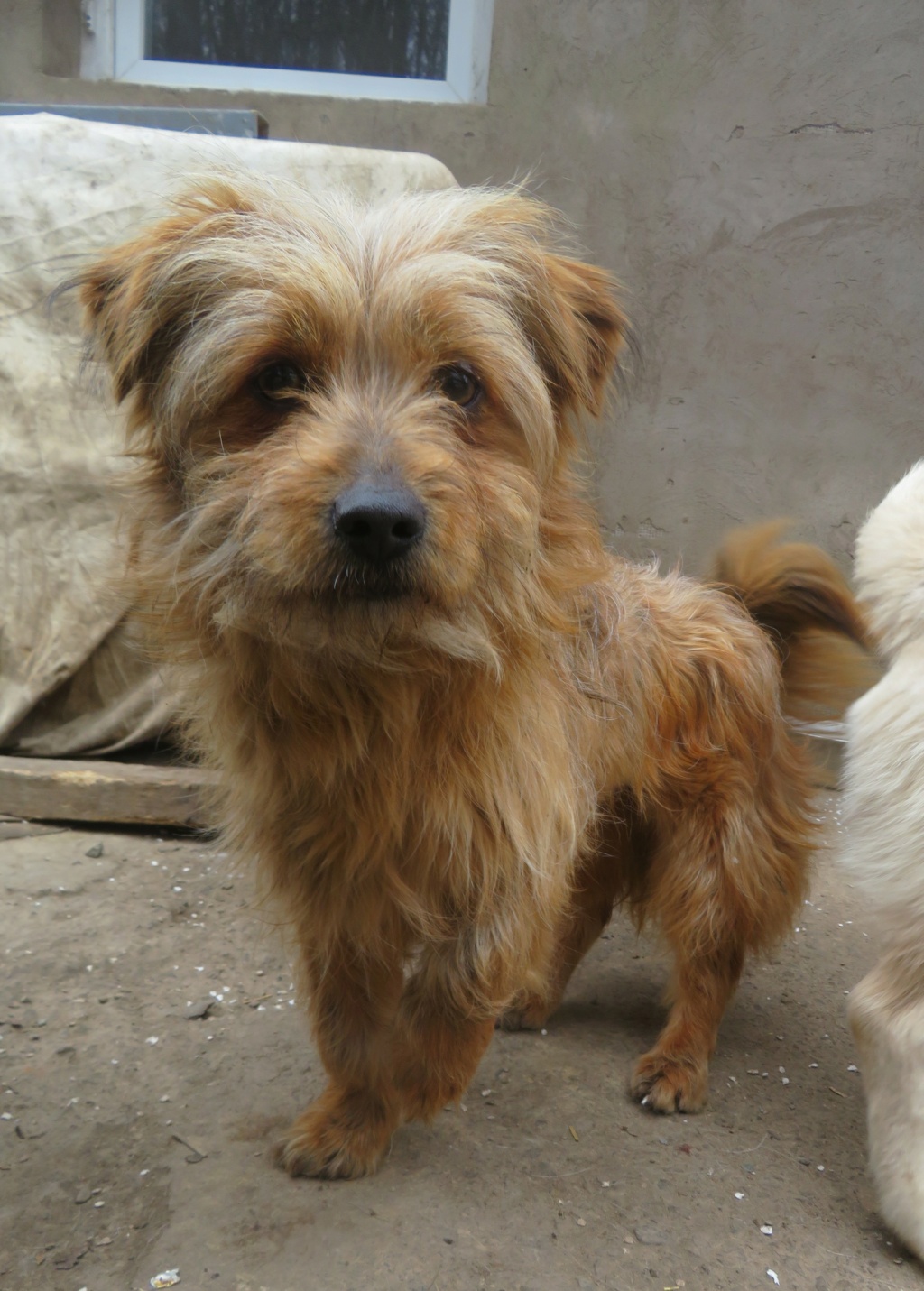 HAPPY (ex SOLEA) - chiot femelle , de petite taille à l'âge adulte - née environ en mai 2021 - REMEMBER ME LAND - EN FAMILLE D'ACCUEIL chez Fabienne - adoptée par  Caroline et Anthony (Belgique) Solea_20