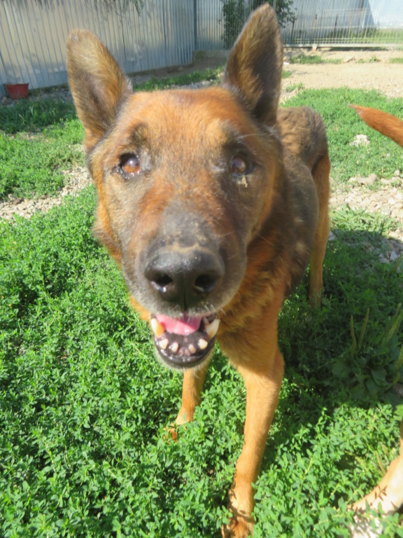 JAX (ex SPARTACUS) - mâle, berger allemand, de grande taille, né environ juin 2011 - REMEMBER ME LAND - Adopté par Lisa (JERSEY)  Sparta26