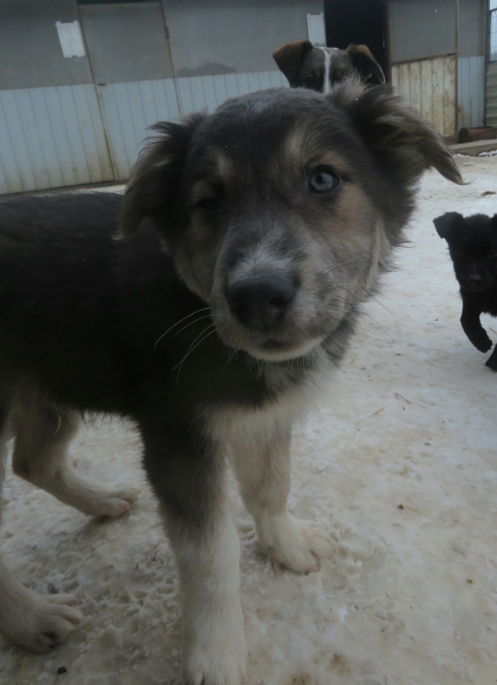 SPLENDIOR  - chiot mâle, de taille moyenne à grande à l'âge adulte - né environ en septembre 2021 - REMEMBER ME LAND - Adopté par Anca (84)  Splend57