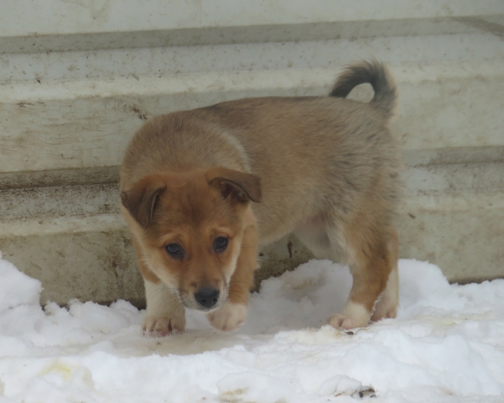 BISCOTTE (ex STOCKHOLM) - chiot femelle, typée corgi, de taille petite à moyenne à l'âge adulte - née environ en septembre 2021 - REMEMBER ME LAND - Adoptée par Clémentine (69)  Stockh22