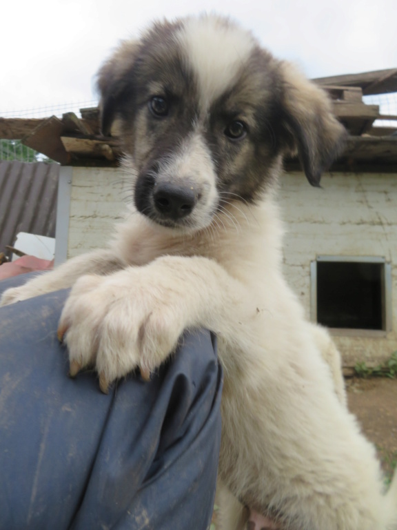 SHELDON (ex SULLIVENT) - chiot mâle, de taille moyenne à l'âge adulte - né environ en avril 2021 (fourrière de Targu Neamt) - REMEMBER ME LAND - Adopté par Marie Noelle et Jean François (44)  Sulliv11