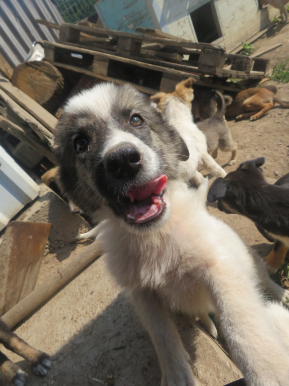 SHELDON (ex SULLIVENT) - chiot mâle, de taille moyenne à l'âge adulte - né environ en avril 2021 (fourrière de Targu Neamt) - REMEMBER ME LAND - Adopté par Marie Noelle et Jean François (44)  Sulliv23