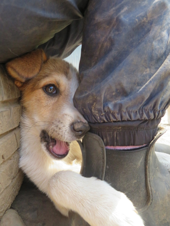 ASKA (ex SVITOLINA) - chiot femelle, de taille moyenne à l'âge adulte - née environ en mars 2021 - Adoptée par Sarah (BELGIQUE)  Svitol23