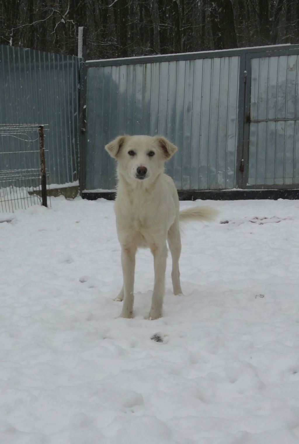 TAKARA - femelle, de taille moyenne, née environ en mai 2018 - REMEMBER ME LAND - en FA chez JENNY (61) / RÉSERVÉE ADOPTION PAR Laetitia (27)  Takara10