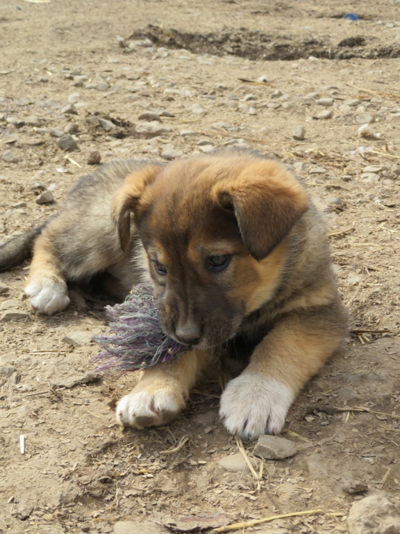 TAPIOCA - chiot femelle, de taille moyenne à grande à l'âge adulte - née environ fin novembre 2020 - REMEMBER ME LAND - réservée adoption par Pauline (57) - Décédée Tapioc17