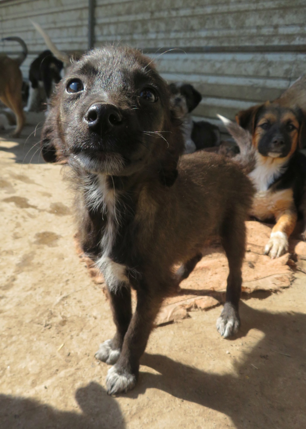 TILLY - chiot femelle , de petite taille à l'âge adulte - née environ en juin 2021 - REMEMBER ME LAND - Adoptée par Anita et Yves (67)  Tilly_17