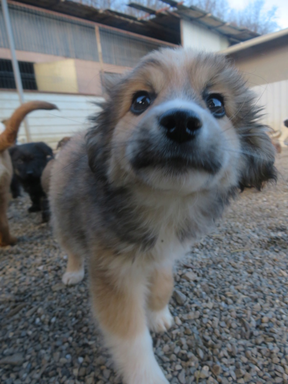 BEETHOVEN (ex TIOO) - chiot mâle, de taille petite à moyenne à l'âge adulte - né environ en octobre 2021 - REMEMBER ME LAND - Adopté par Laetitia (19)  Tioo_114