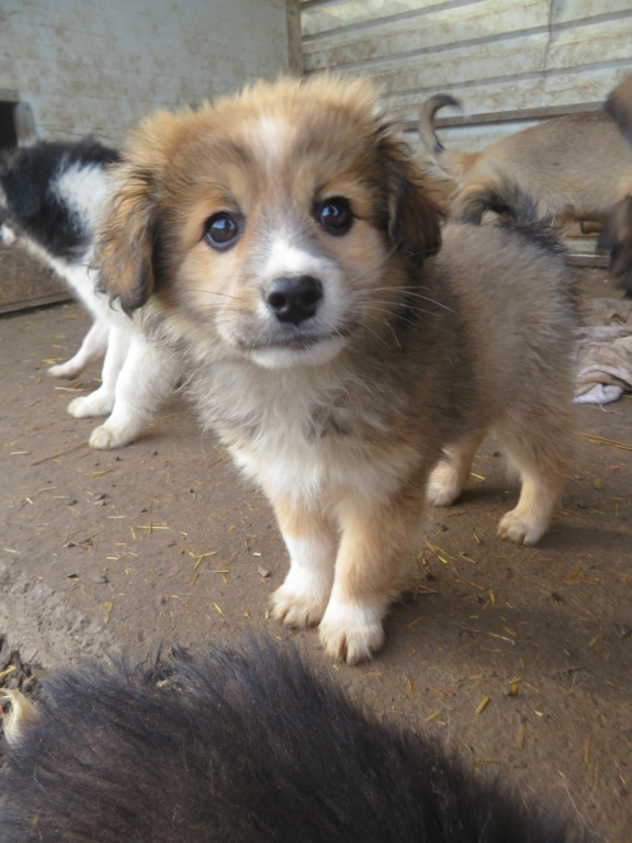 BEETHOVEN (ex TIOO) - chiot mâle, de taille petite à moyenne à l'âge adulte - né environ en octobre 2021 - REMEMBER ME LAND - Adopté par Laetitia (19)  Tioo_310