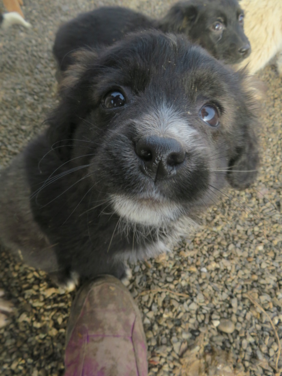 BILBO (ex TOKAI) - chiot mâle, de taille petite à moyenne à l'âge adulte - né environ en octobre 2021 - REMEMBER ME LAND - Adopté par Jean-Jacques et Murielle (1304 - Suisse)  Tokai_14