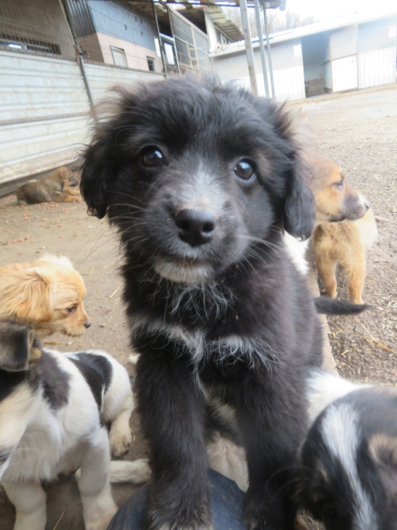 BILBO (ex TOKAI) - chiot mâle, de taille petite à moyenne à l'âge adulte - né environ en octobre 2021 - REMEMBER ME LAND - Adopté par Jean-Jacques et Murielle (1304 - Suisse)  Tokai_24