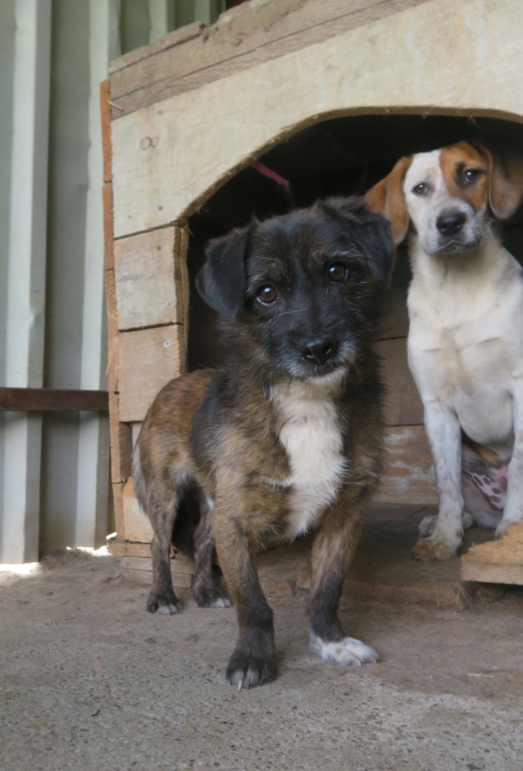 YUKI (ex TSONGA) - mâle, de petite taille, né environ en juin 2019 - REMEMBER ME LAND - Adopté par Chantal et Virginie (SUISSE)  Tsonga19