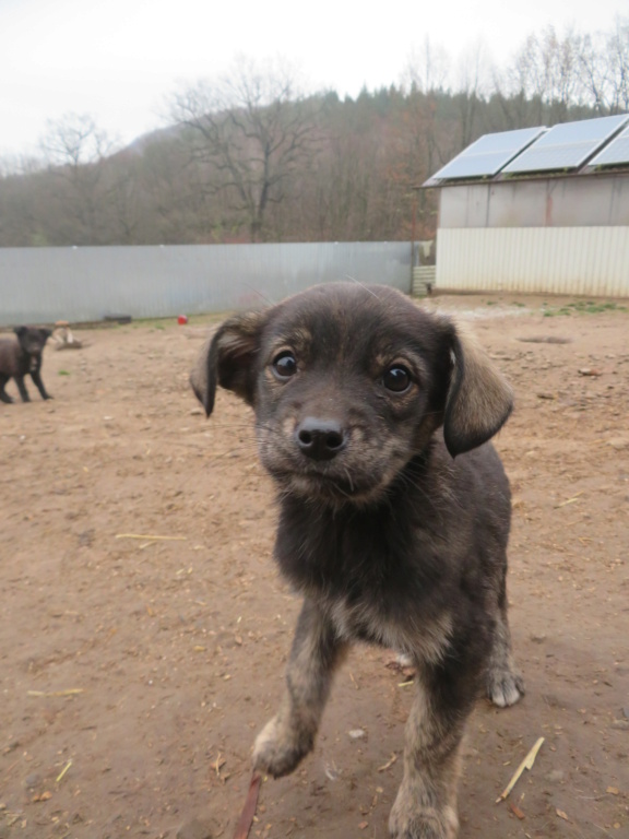 ODAA (ex URSULA) - chiot femelle, de taille petite à moyenne à l'âge adulte - née environ en début septembre 2020 - REMEMBER ME LAND - Adoptée par Tiphaine (54) Ursula22