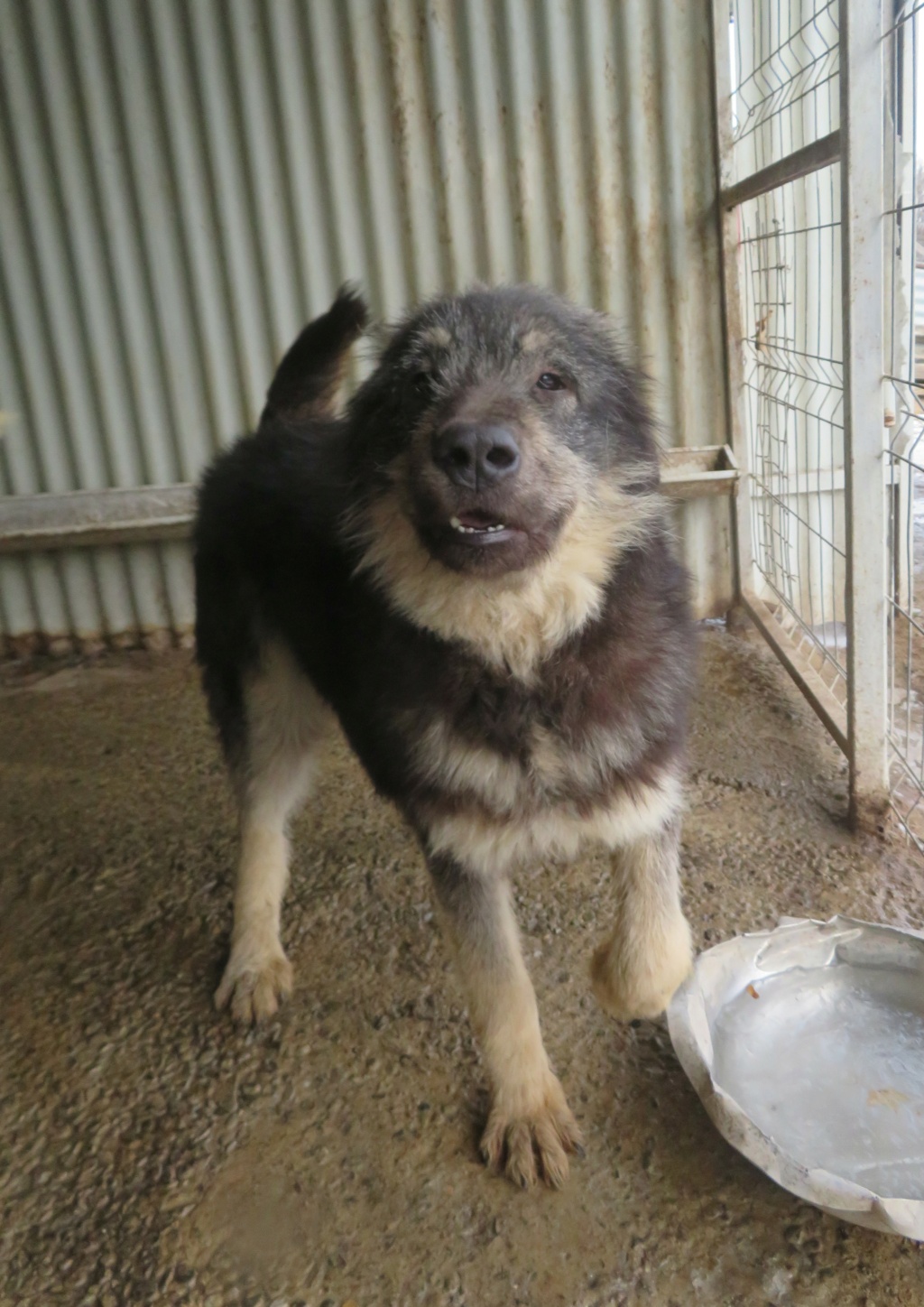 GYPSIE (ex VISHKA) - femelle, de grande taille - née environ en janvier 2019  - Fourrière de Roman - REMEMBER ME LAND - Adoptée par Muriel (30)  Vishka17