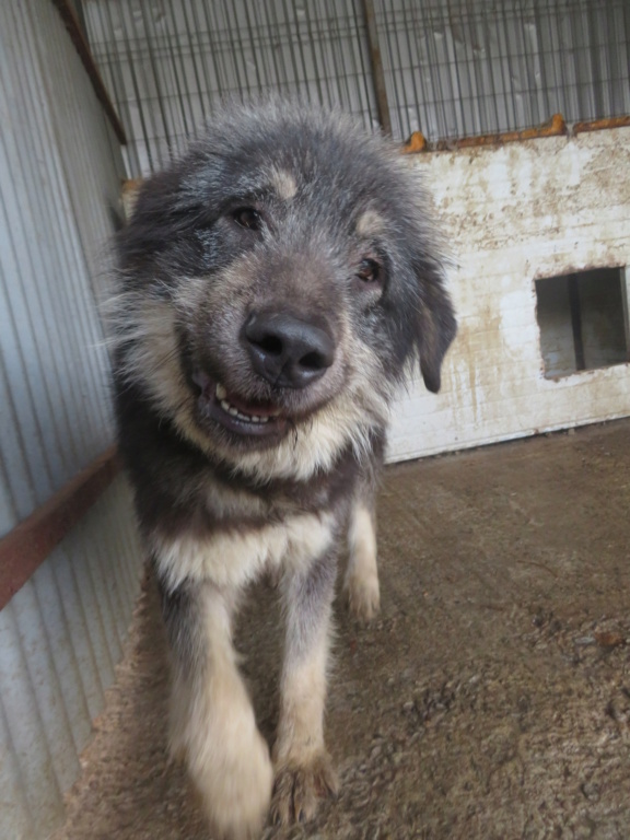 GYPSIE (ex VISHKA) - femelle, de grande taille - née environ en janvier 2019  - Fourrière de Roman - REMEMBER ME LAND - Adoptée par Muriel (30)  Vishka22