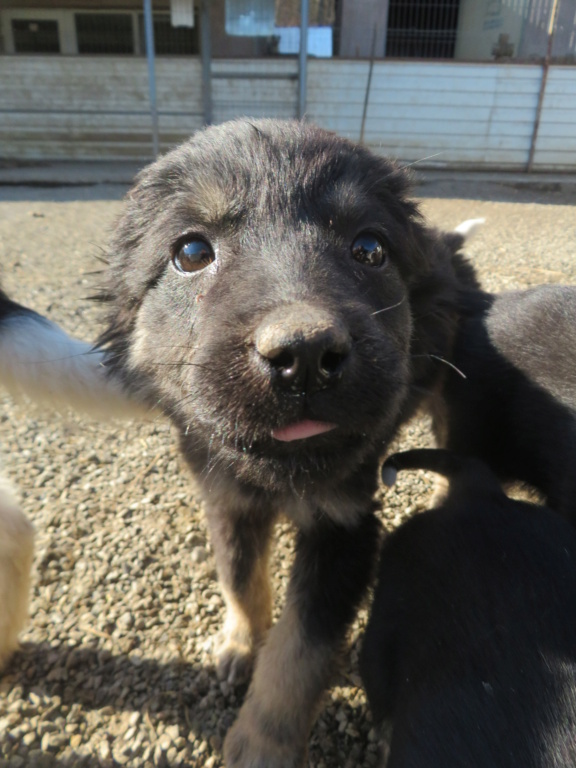 NINA (ex VIVI) - chiot femelle, de taille moyenne à l'âge adulte - née environ en octobre 2021 - REMEMBER ME LAND - Adoptée par Laura (77)  Vivi_110