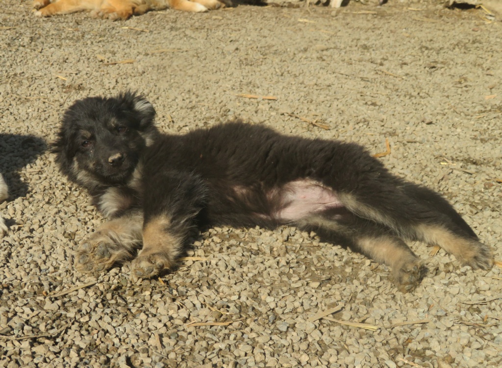 NINA (ex VIVI) - chiot femelle, de taille moyenne à l'âge adulte - née environ en octobre 2021 - REMEMBER ME LAND - Adoptée par Laura (77)  Vivi_112