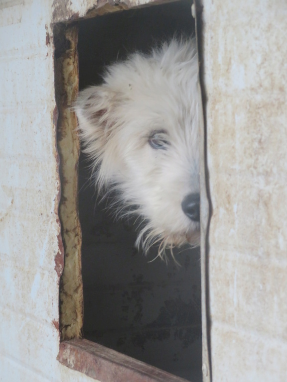 CHARLY (ex WHISPER) - chiot mâle, de taille moyenne à l'âge adulte - né environ en mai 2021 - REMEMBER ME LAND - Adopté par Jocelyne (4000 - Belgique)  Whispe12