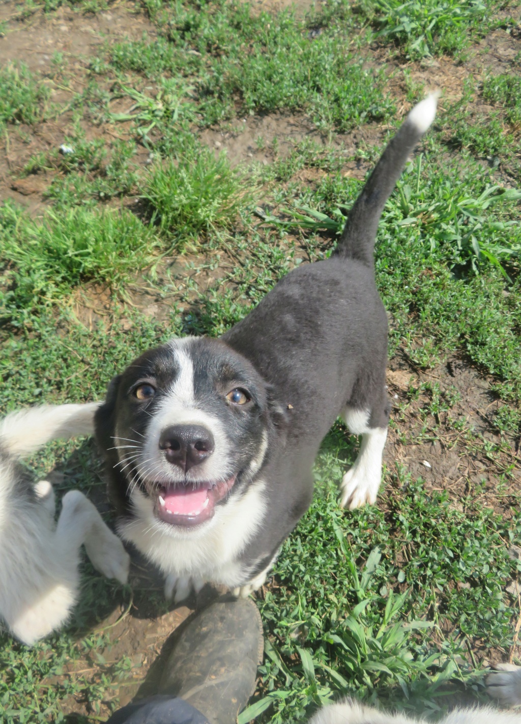 SIMBA (ex WILLIAMS) - chiot mâle, de taille petite à moyenne à l'âge adulte - né environ mi-mars 2021 - REMEMBER ME LAND - Adopté par Carlo (Belgique)  Willia11