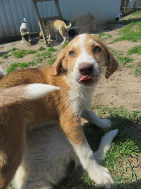 SIMBA  (ex Zuko ex WOODSTOCK) - chiot mâle, de taille moyenne à l'âge adulte - né environ en mars 2021 - REMEMBER ME LAND - Adopté par Peggy (78)  Woodst17