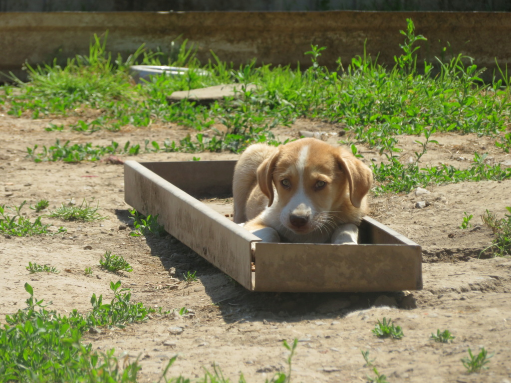 SIMBA  (ex Zuko ex WOODSTOCK) - chiot mâle, de taille moyenne à l'âge adulte - né environ en mars 2021 - REMEMBER ME LAND - Adopté par Peggy (78)  Woodst21