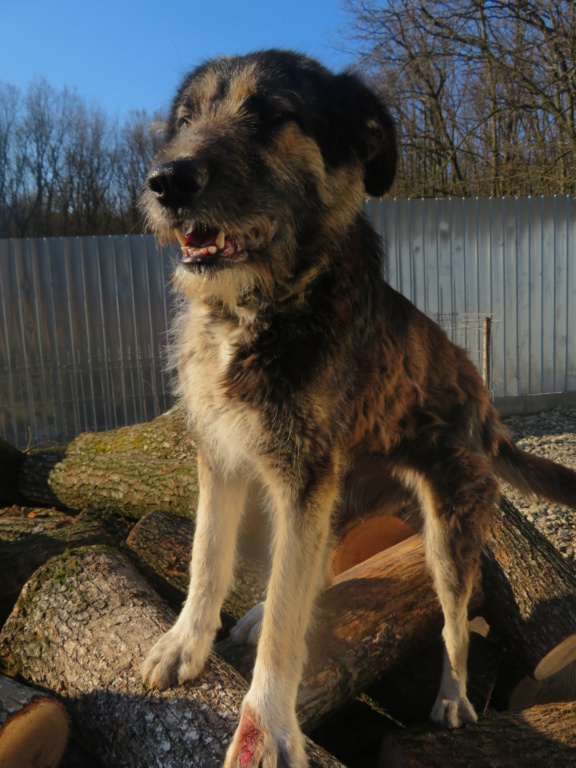 XENA - x 2 ans - Asso Remember Me (Roumanie) Xena_118