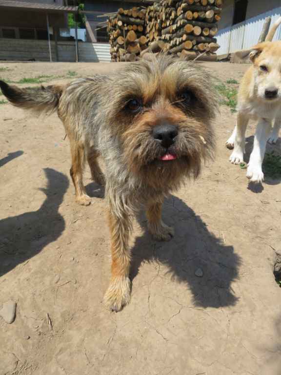 CALY (ex YASMINE) - femelle, typée fox terrier, de petite taille, née environ juin 2019 - REMEMBER ME LAND - Adoptée par Colette (Belgique)  Yasmin14