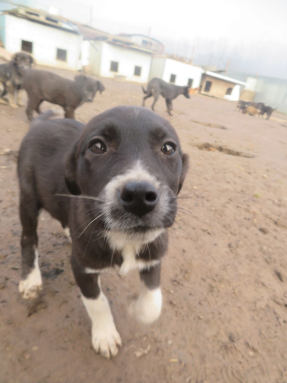 SMILEY (ex YIDA) - chiot femelle, de taille moyenne à l'âge adulte - née environ en septembre 2020 - REMEMBER ME LAND - Adoptée par Laurence (54)  Yida_117