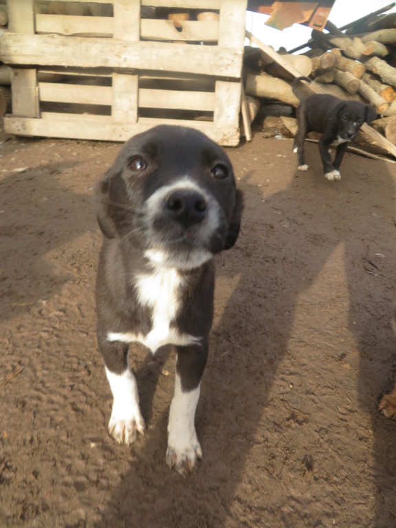 SMILEY (ex YIDA) - chiot femelle, de taille moyenne à l'âge adulte - née environ en septembre 2020 - REMEMBER ME LAND - Adoptée par Laurence (54)  Yida_210