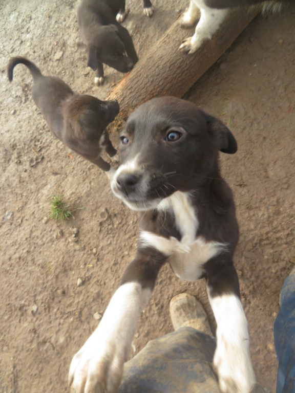 SMILEY (ex YIDA) - chiot femelle, de taille moyenne à l'âge adulte - née environ en septembre 2020 - REMEMBER ME LAND - Adoptée par Laurence (54)  Yida_910