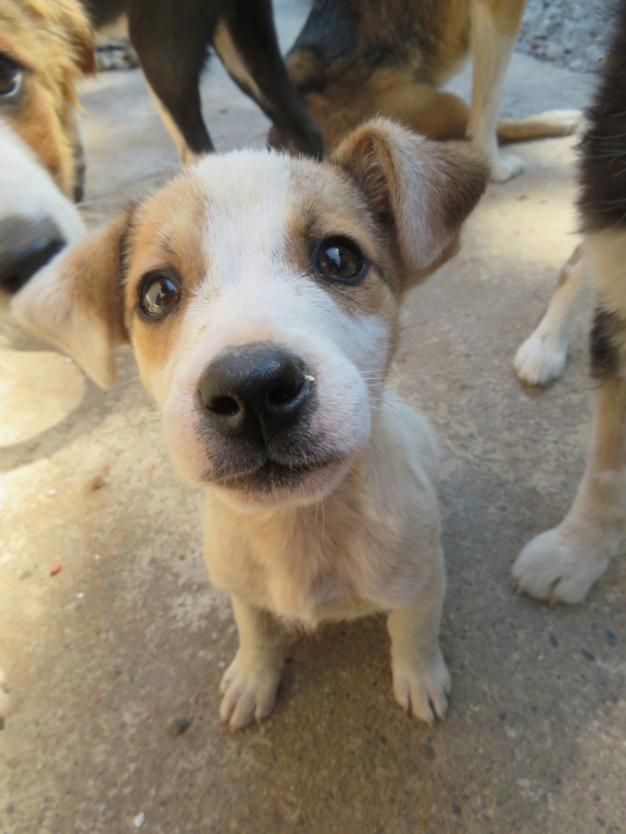 YOSSY - chiot femelle, de taille petite à moyenne à l'âge adulte - née environ en avril 2021 - REMEMBER ME LAND - Adoptée par Martine (57)  Yossy_13