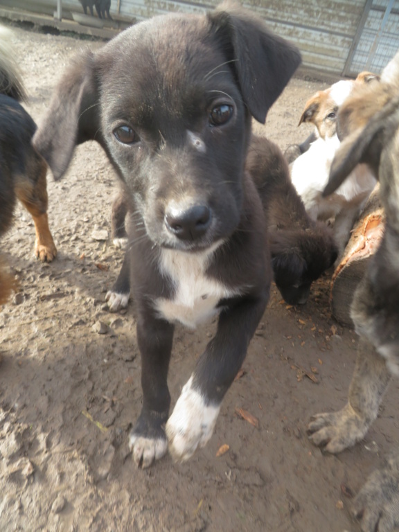 SHELDON (ex YUKI) - chiot mâle, de taille moyenne à l'âge adulte - né environ en septembre 2020 - REMEMBER ME LAND - Adopté par Margaux (92) Yuki_114