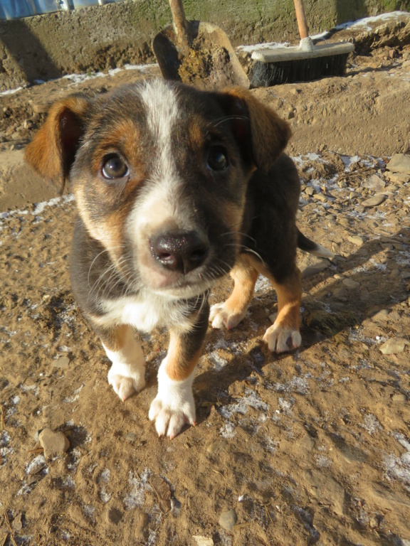 SAÏKO (ex YVAIN) - chiot mâle, de taille moyenne à grande à l'âge adulte - né environ en octobre 2021 - REMEMBER ME LAND - Adopté par Stéphanie et Céline (69)  Yvain_21