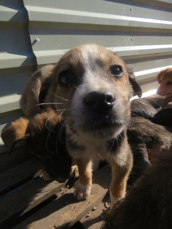 BUCK (ex ZIPPO) - chiot mâle, de petite taille à l'âge adulte - né environ en septembre 2021 - REMEMBER ME LAND - Adopté par Lucile (34)  Zippo_26