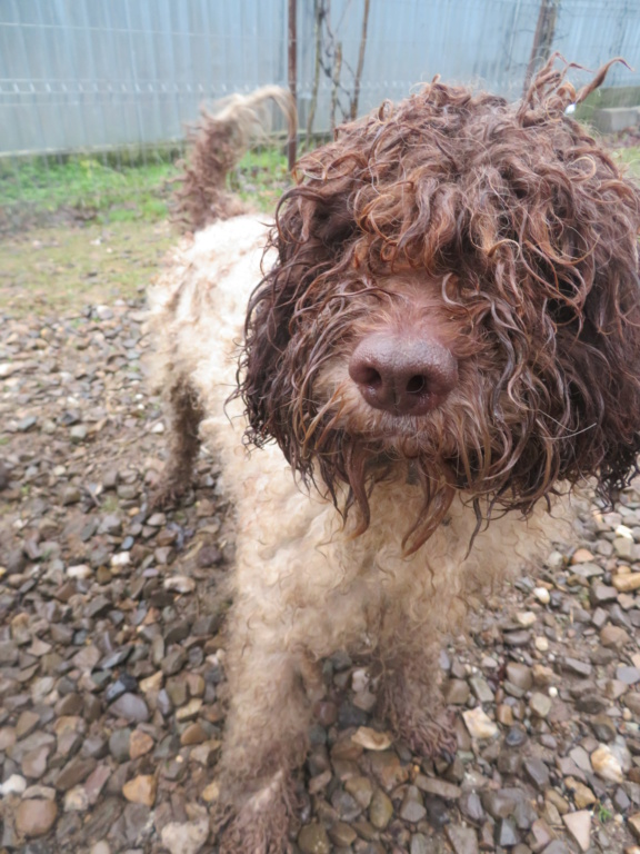 ORSO (ex ZORO) - mâle lagotto, de taille petite à moyenne, né environ en décembre 2019 - REMEMBER ME LAND - ADOPTE PAR RONALD (Belgique) Zoro_410