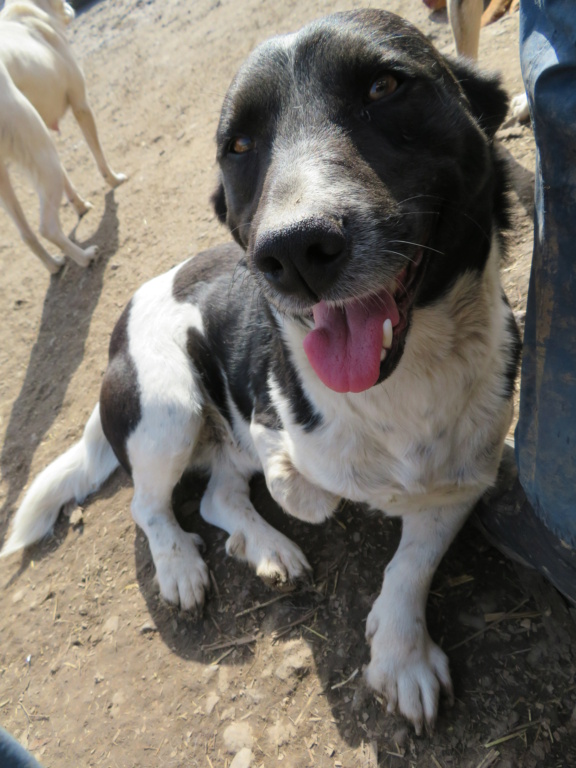 ZORRO, mâle, tri-pattes, croisé de taille moyenne, né environ en mars 2018 - REMEMBER ME LAND - Adopté par Geneviève (30) Zorro_16