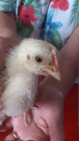 maman de poussins de 15 jours tuée Peszoe20