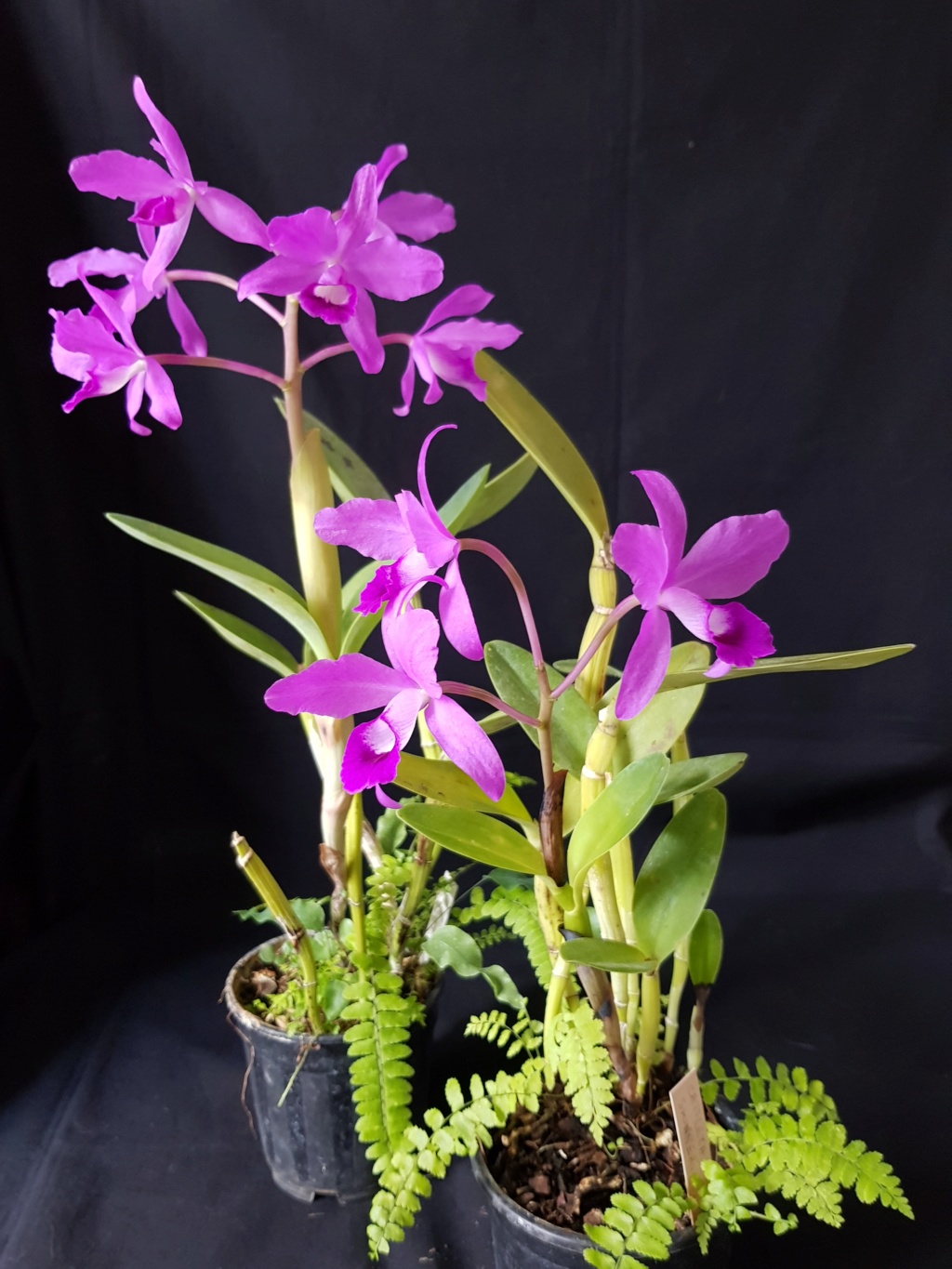 Guarianthe bowringiana (ou skinneri)