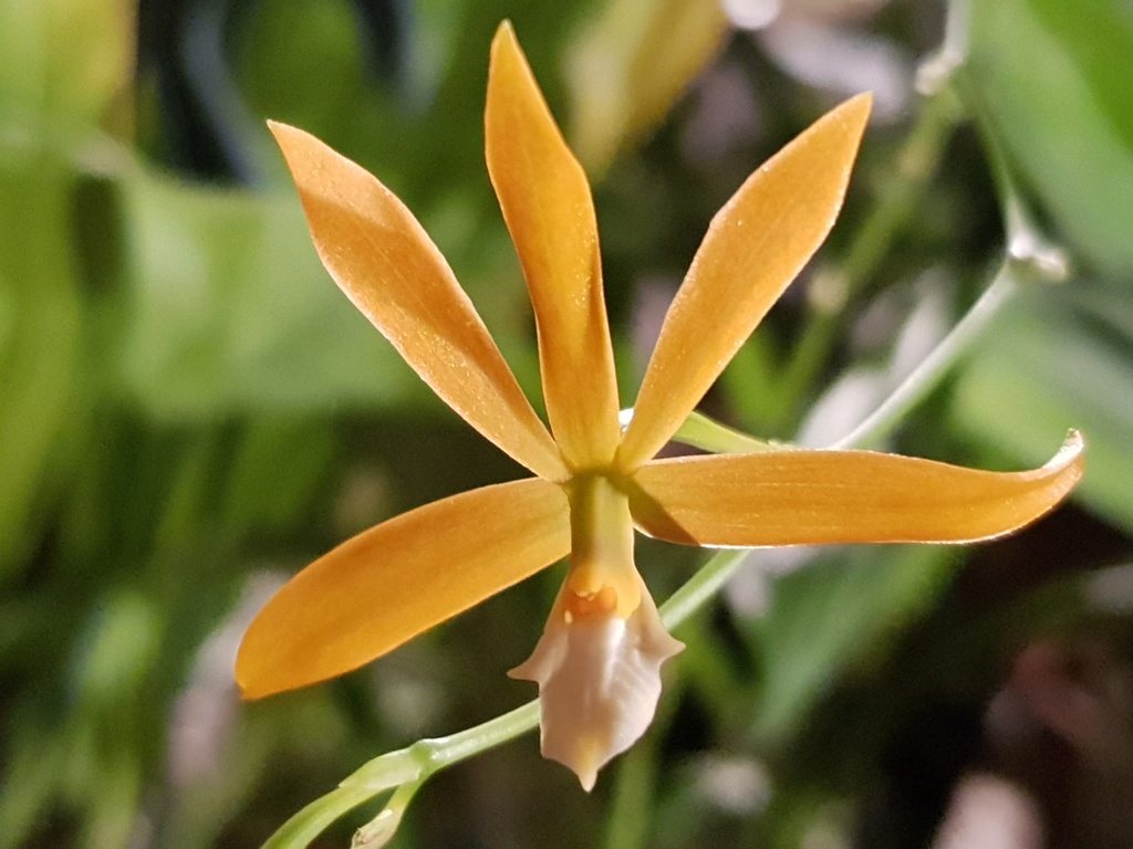 Identification orchidée 20190610