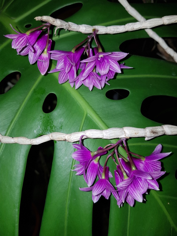 Dendrobium goldschmidtianum  synonyme miyakei 20191211