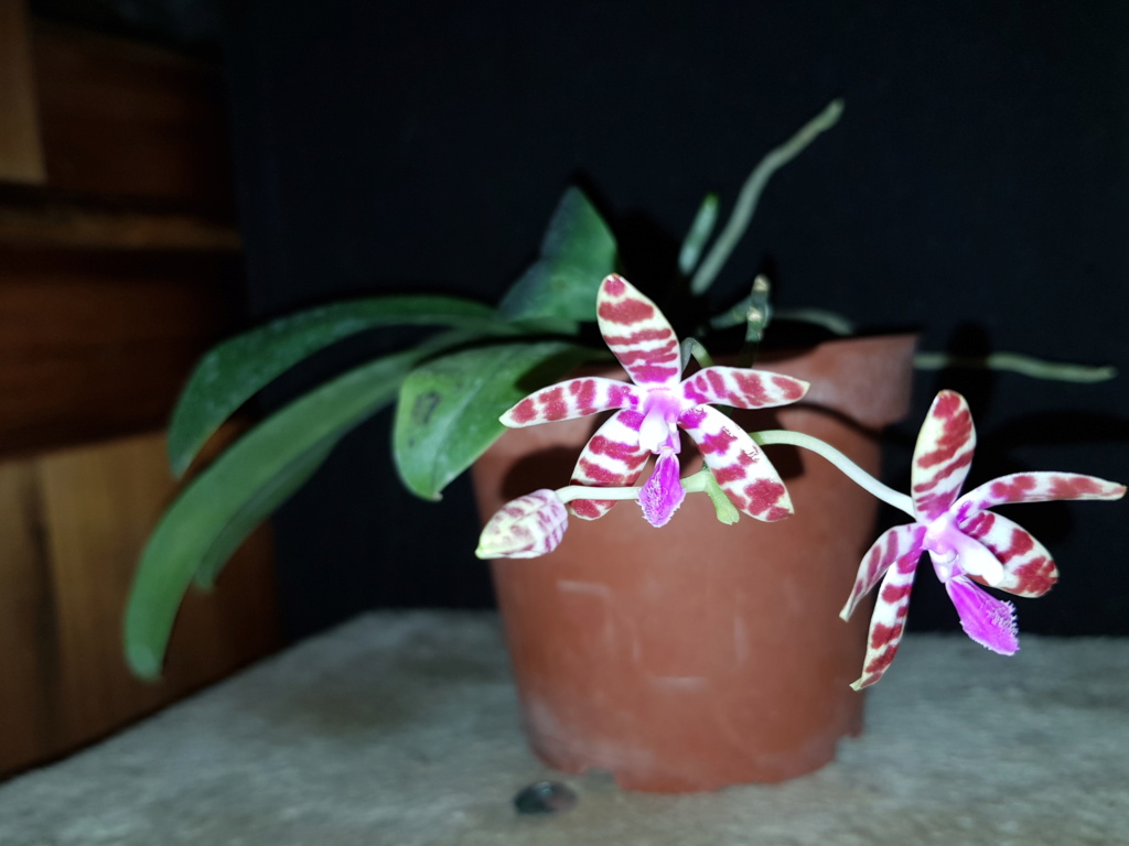 Phalaenopsis mariae 20200314