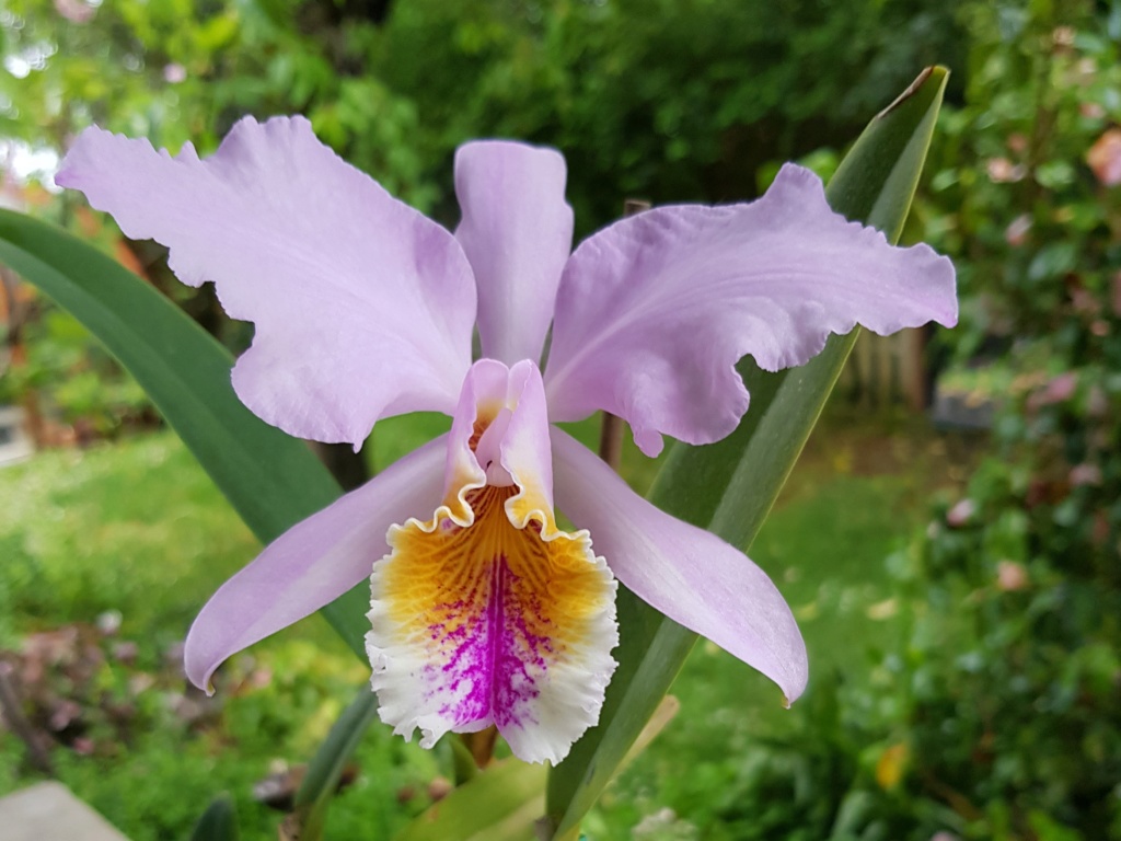 Cattleya mossiae 20200412