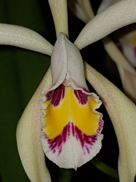 Cattleya iricolor 20200419